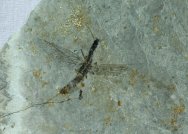 Snakefly Fossil Insect