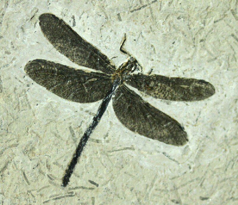 Dragonfly Fossil