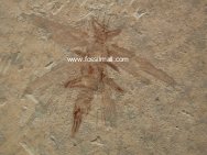 Grylloblattid Insect Fossil
