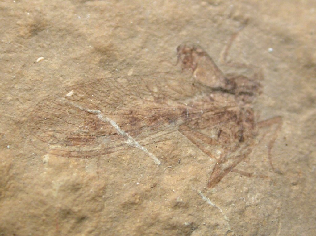 Snakefly Fossil Insect