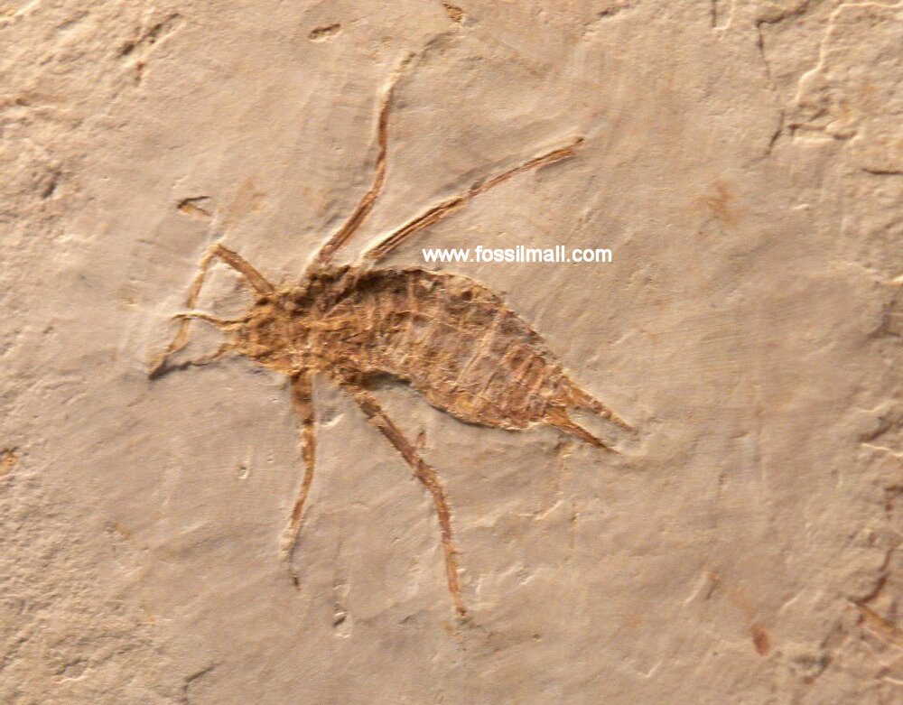 Museum Dragonfly Insect Fossil