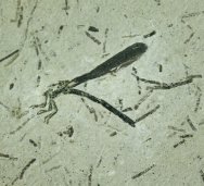 Damselfly Insect Fossil