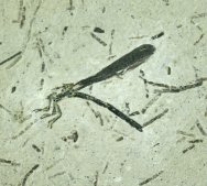 Eoprotoneura Damselfly Fossil