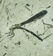 Eoprotoneura Damselfly Fossil