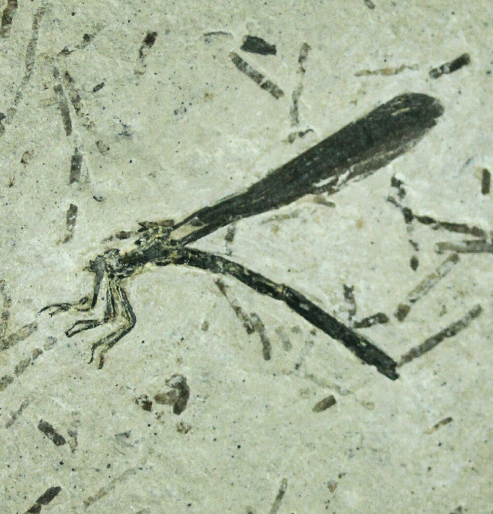 Damselfly Fossil