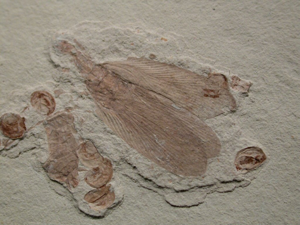 Fossil Roach