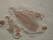 Yixian Fossil Roach