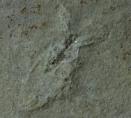 Detailed Solnhofen Water Bug Fossil