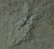 Mesonepa minor Solnhofen Water Bug Fossil Insect