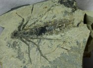 Odonata Fossil