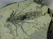 Fossil Dragonfly