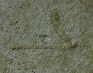 Solnhofen Damselfly Insect Fossil Zygoptera