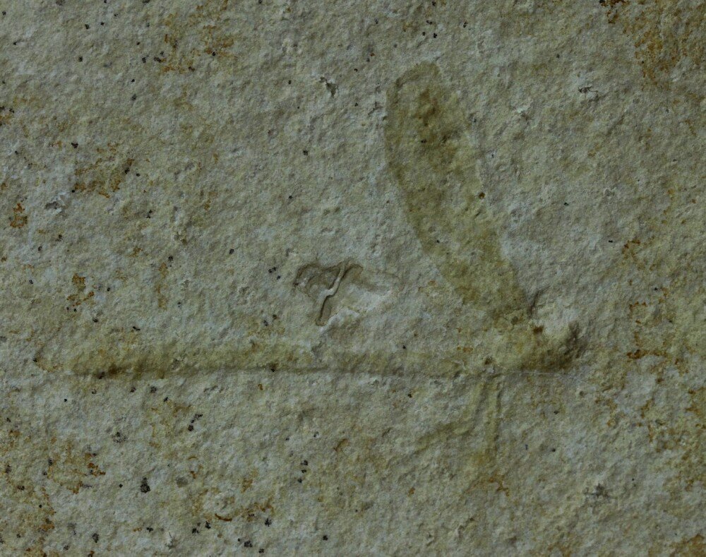 Zygoptera Solnhofen Damselfly Insect Fossil