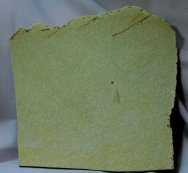 Nymphites braueri