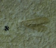 Rare Solnhofen Lacewing Insect Fossil