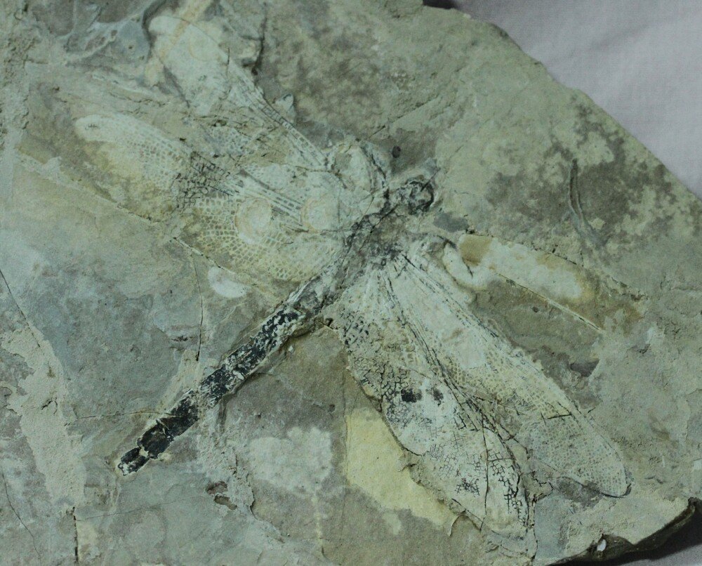 Dragonfly Fossil Insect