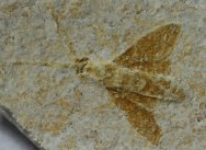 Myrmicium Solnhofen Insect Fossil