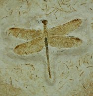 Museum Cordulagomphus tuberculatus Dragonfly Fossil