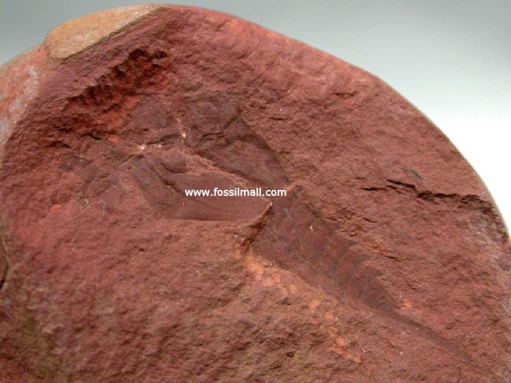 Carboniferous Fossil Insect