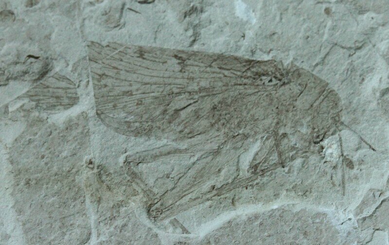 Orthopteran Insect Fossil