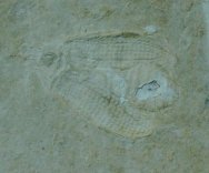 Beetle Insect Fossil