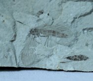 Stonefly Insect Fossil
