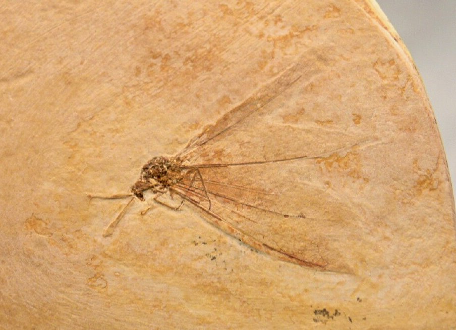 Lacewing Insect Fossil