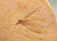 Cretaceous Lacewing Insect Fossil