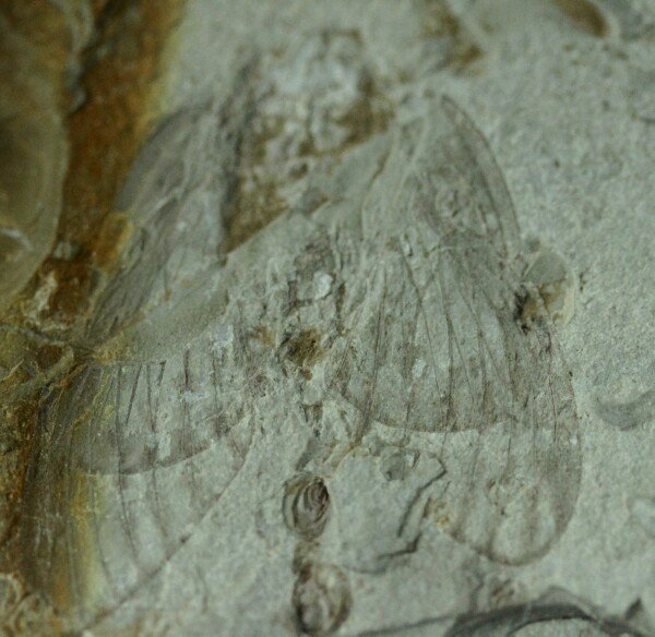 Cicada Insect Fossil