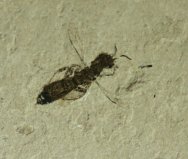 Cretaceous Wasp Insect Fossil