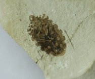 Shield Bug Fossil