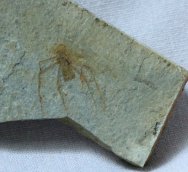 Insect Fossil