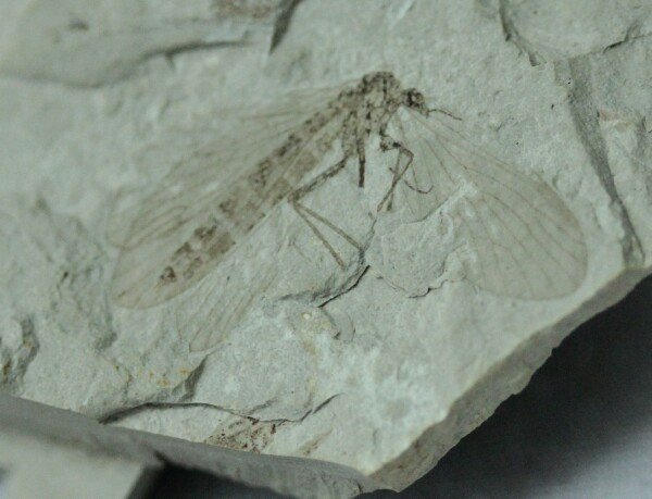 Snipe Fly Insect Fossil