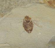 Cretaceous Beetle Fossil