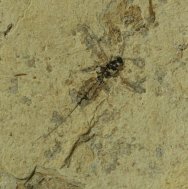 Ichneumonid Wasp Insect Fossil