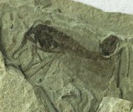 Scorpionfly Fossil