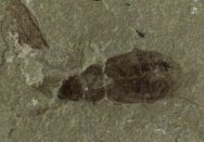 Green River Formation Fossil Beetle