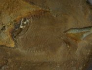 Platysomus circularis Fish Fossil
