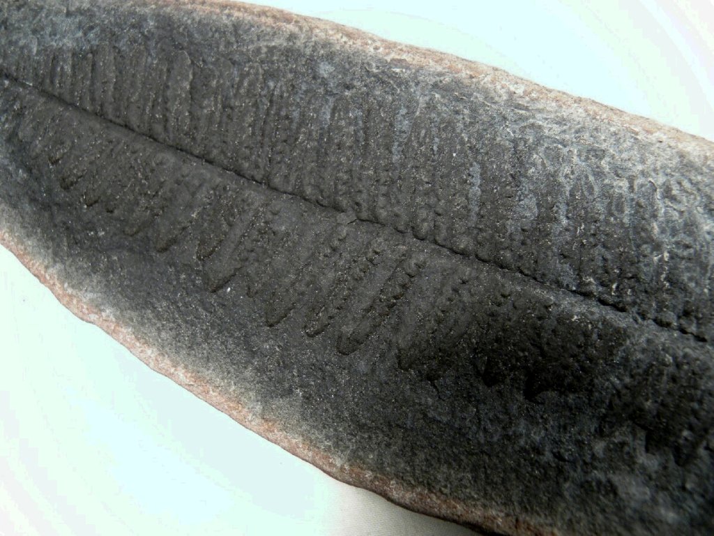 Pecopteris Fern Fossil