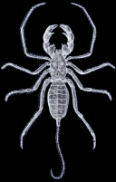 Uropygid