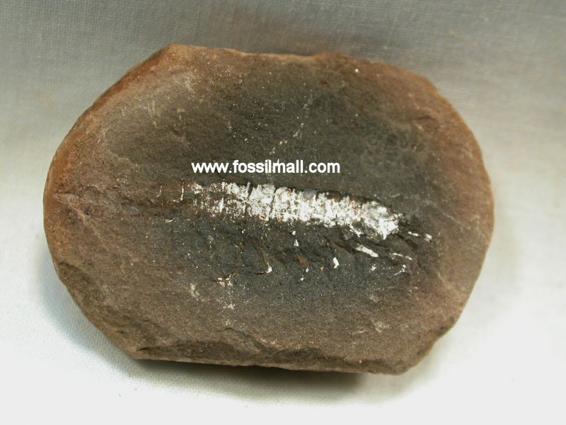 Isopod Hesslerella shermani