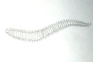 Pieckonia Polychaete Worm