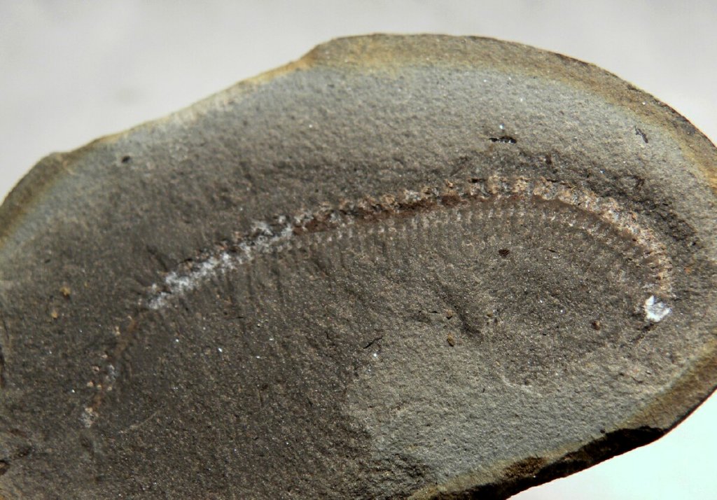 Fossil Mazon Creek Millipede