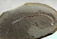 Euphoberia Mazon Creek Millipede Fossil