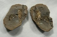 Amynilyspes wortheni Millipede Fossil