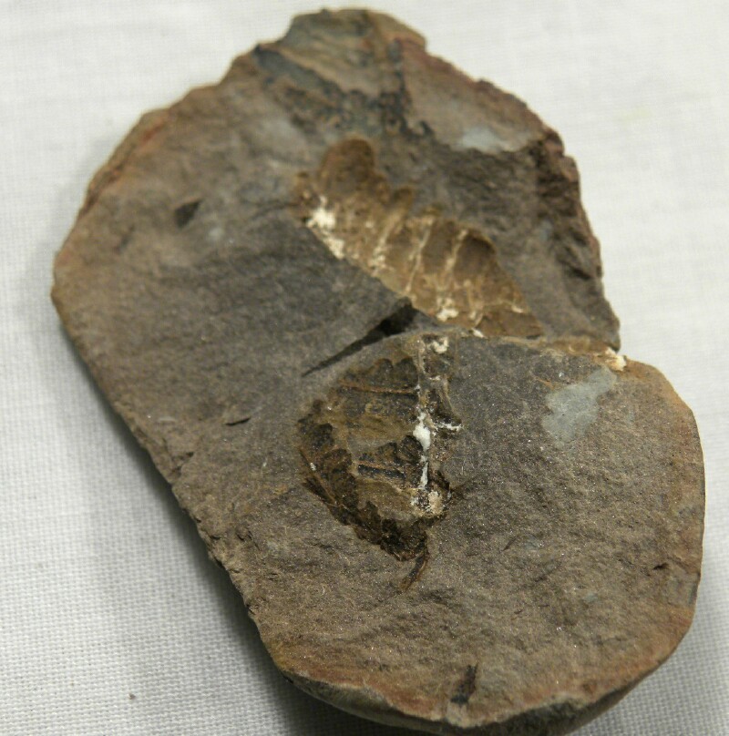 Amynilyspes Millipede Fossil