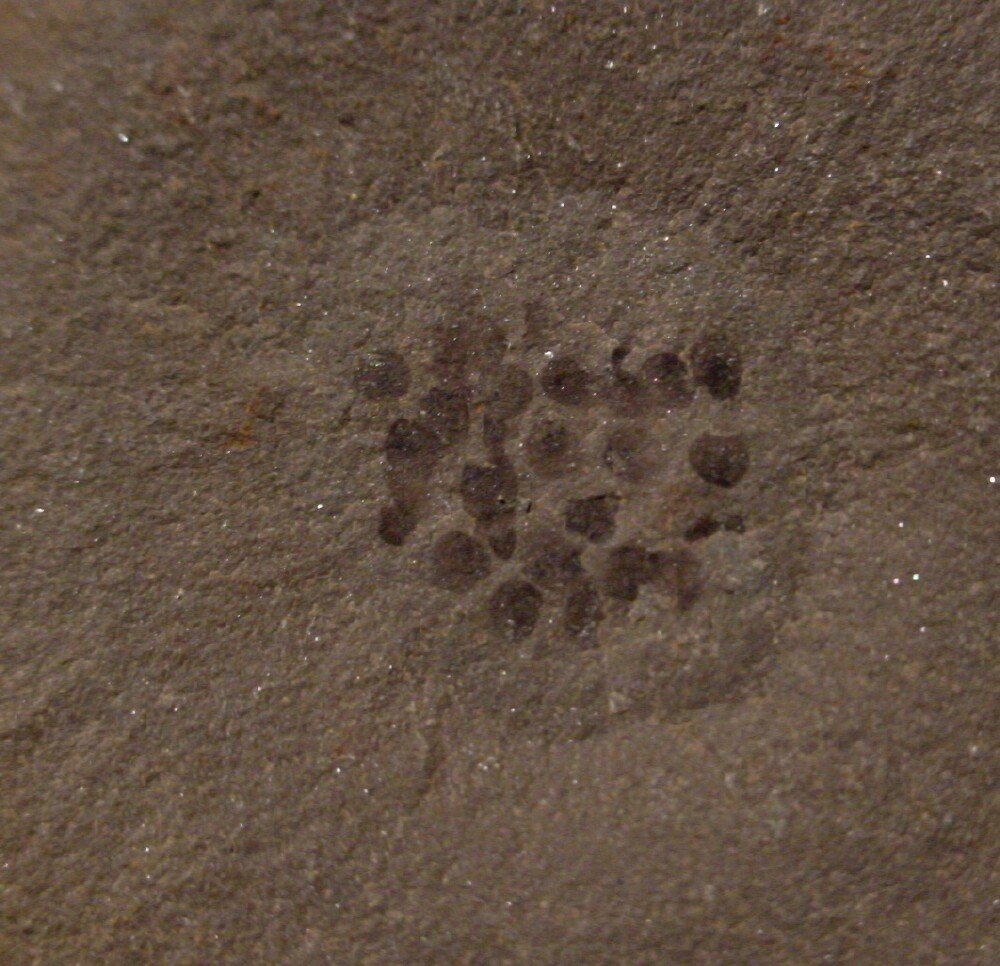 Mazonova helmichnus Paleozoic Vertebrate Egg Mass Fossils from Mazon Creek
