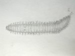 Polychaete Worm