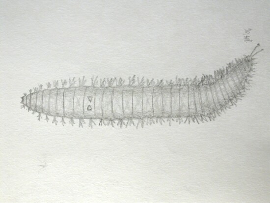 Polychaete Worm