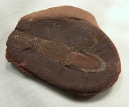 Worm and Plant Fossils Association